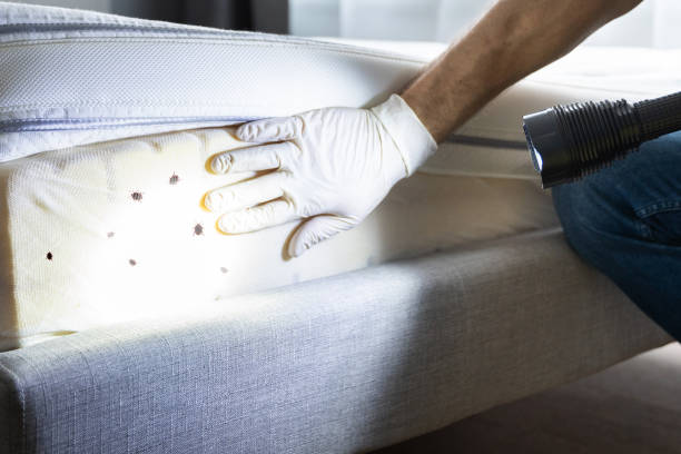 Best Ant Control Services  in Mcconnellsburg, PA