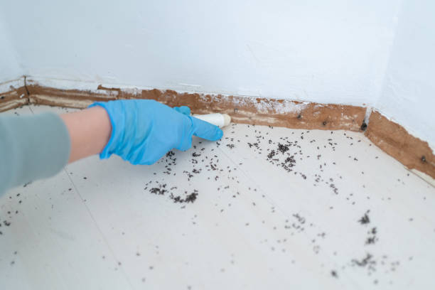 Best Spider Control Near Me  in Mcconnellsburg, PA